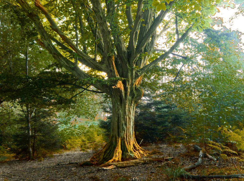 Rob Herff: The Mood Tree